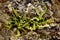 Two small Maidenhair Spleenwort ferns growing in a wall Devon UK 