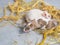 Two small mice in straw on a gray background with selective focus, small rodents - agricultural pests, beloved pets