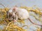 Two small mice in straw on a gray background with selective focus, small rodents - agricultural pests, beloved pets