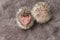 Two small newborn hedgehogs . Newborn two hedgehogs on soft gray fur. African white-bellied hedgehog.