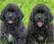 Two small newfoundland puppies