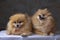 Two small orange fluffy shaggy Pomeranian dogs sit on a dark background. The concept of Pets, beautiful dogs, breeding