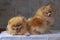 Two small orange fluffy shaggy Pomeranian dogs sit on a dark background one turned sideways. The concept of Pets