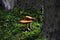 Two small orange mushrooms growing from mossy trunk