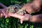 Two small pigeon Chicks sit on the hand. Breeding of domestic pigeons