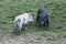 Two small piglets pig pink and black playing front