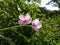 Two small pink wild flower in  Indian