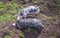 Two small PiÃ©train pigs rooting in the mud