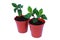 Two small plant seedlings in pots isolated