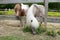 Two small ponies peeking through their paddock fence, one with its nose in a patch of yellow buttercups.