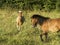 Two small ponies walk in a field on the grass