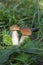 Two small porcini mushrooms boletus edulis  in the forest in the grass. Beautiful still life in nature. Summer mushroom picking