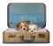 Two small puppies in a vintage suitcase