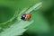 two small red black ladybugs on a green leaf