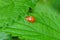 Two small red ladybugs on a green leaf