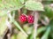 Two small red raspberries blackberries bramble bush growing