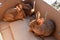 Two small reddish brown box rabbits for sale