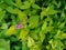 Two small romantic magenta flowers and buds against the background of lush green foliage