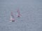Two small sailboat dinghy cruising in the wind off the coast of Falmouth Cornwall