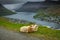 Two small sheep laid down with klaksvik in the background