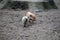 Two small spotted pigs playing at a farm