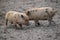 Two small spotted pigs playing at a farm