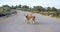 Two small stray dogs lonely on the asphalt road