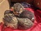 Two small striped domestic kittens sleeping