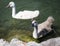 Two small swans float in the Balaton lake