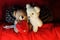 TWO SMALL TEDDY BEARS ON RED SILKY CLOTH WITH A HEART PENDANT IN FRONT OF PINE CONES