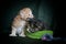 two small three-week-old kittens of red and brown color

ï¿¼