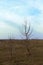 Two small trees in the evening steppe. Autumn landscape