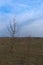 Two small trees in the evening steppe. Autumn landscape