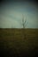 Two small trees in the evening steppe. Autumn landscape, vignette