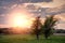 Two small trees side by side in a meadow. Sunset sky over a field. Nature scene. Selective focus. Abstract couple enjoying view