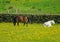Two small white and brown ponies grazing in a field of yellow spring flowers against a stone wall in front of a meadow