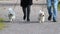 Two small white dogs on leash