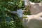 Two small white goats eat raspberry leaves, closeup