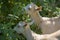 Two small white goats eat raspberry leaves, closeup