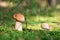 Two small white mushrooms in moss