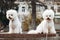 Two small white puppy Bichon Frize stay and show their pink tongue in camera on the street