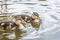 Two small wild ducklings on the river Vltava in Prague