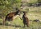 Two small wild kangaroos are fighting in the forest