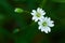 Two small wild white flower