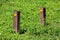 Two small wooden poles with reflective orange dots put in a row in local park surrounded with uncut grass
