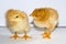 Two small yellow chicks standing and looking at each other head