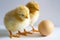 Two small yellow chicks standing, looking at the egg on a white