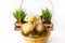 two small yellow and variegated duckling in wicker basket and house plants on white background, selective focus