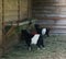 Two small young goats eating hay from the stack, cute black and white colored goats