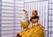 Two small Zebra-finch bird sitting on a basket in a cage